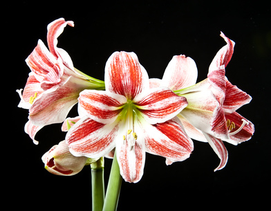 Amaryllis perfume 2024