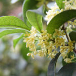 Osmanthus: The Charming Blossom That Wraps the Senses