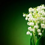 Muguet for May Day