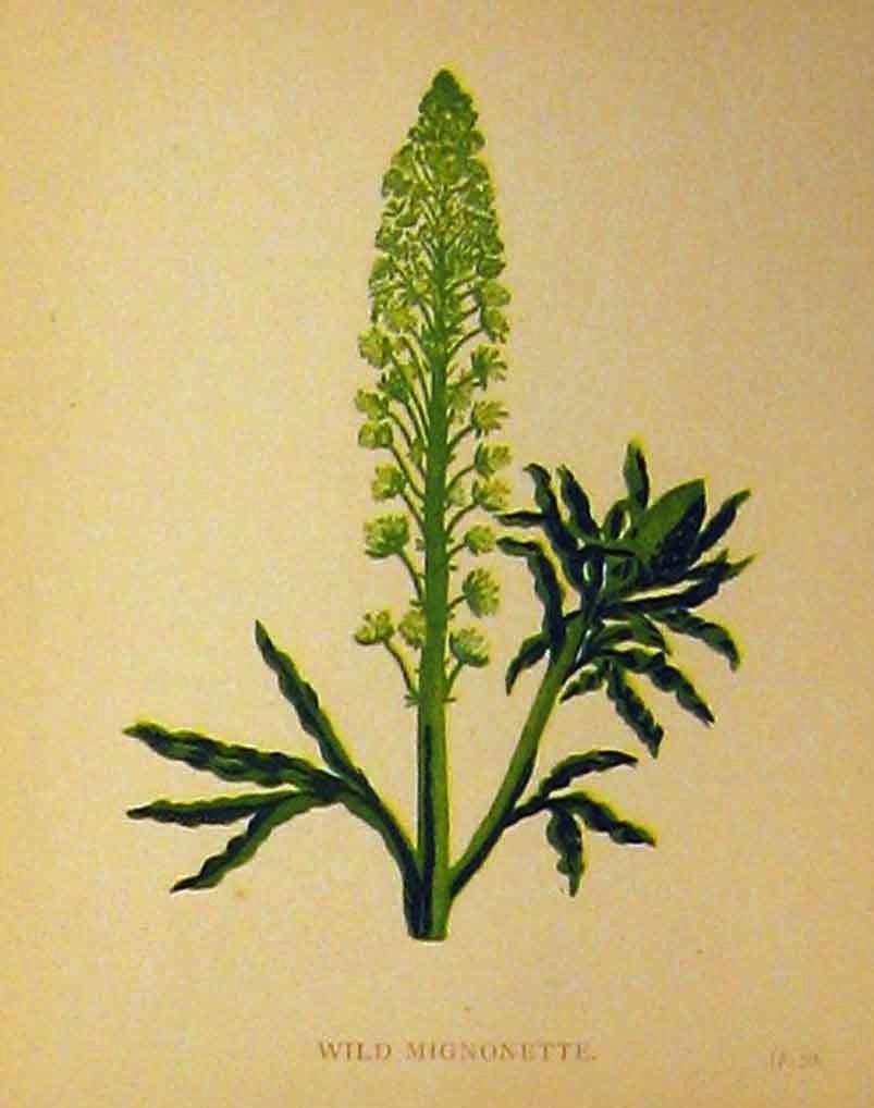 Reseda odorata