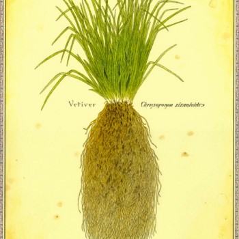 Vetiver: Verily Versatile – The Perfume Society