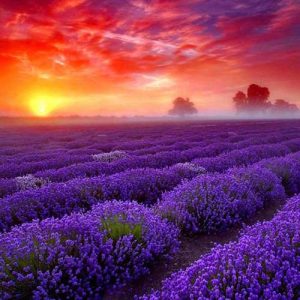 Lavender true... scents to make your heart sigh for an everlasting summer