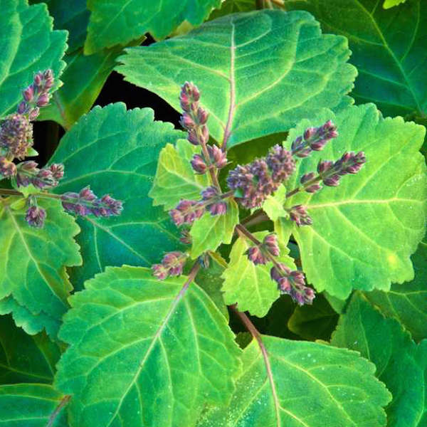 So you think you hate… patchouli?