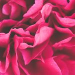 Rose: Perfume’s Never-ending Love