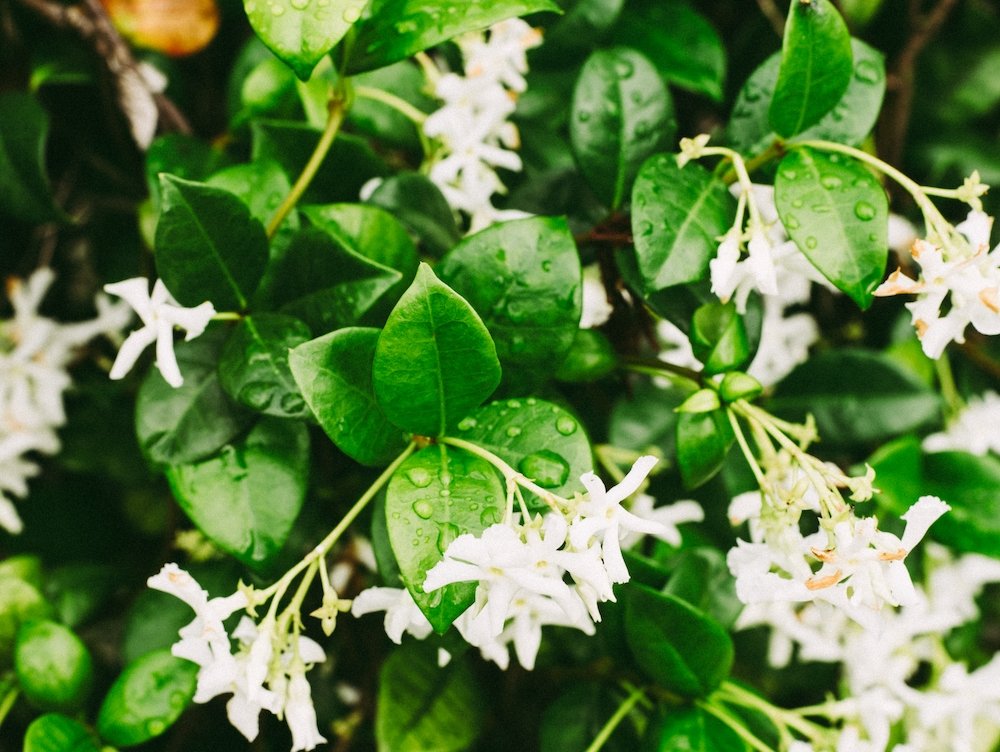 Jasmine Flower Meanings, Folklore & Uses